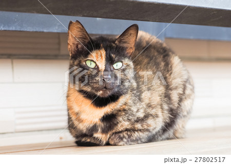 動物 動物学 猫 27802517
