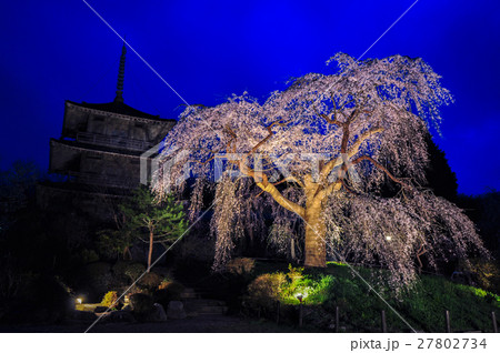 五ヶ瀬町浄専寺のしだれ桜ライトアップ 五ヶ瀬町浄専寺のしだれ桜ライトアップ 27802734