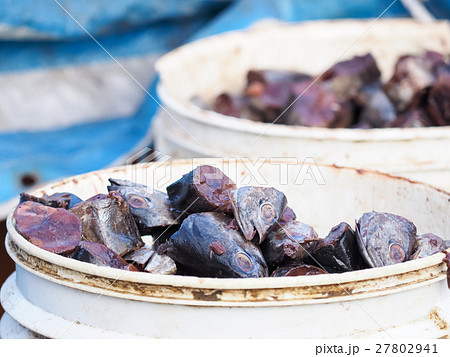 ポッパー 魚 魚類 27802941