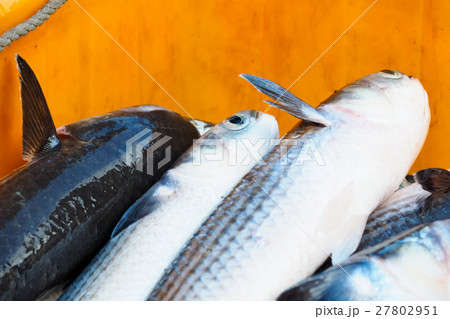 魚 魚類 サカナ 27802951