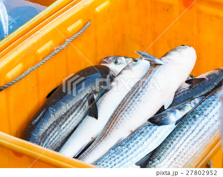 魚 魚類 サカナ 27802952