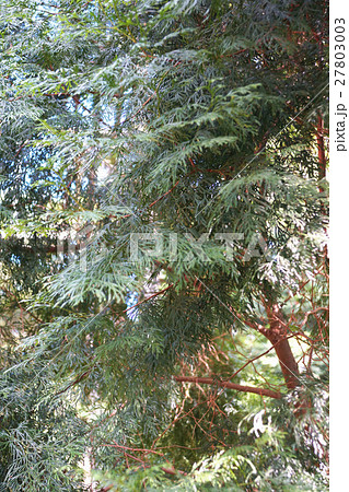 ひのき ヒノキ科 サイプレス 27803003