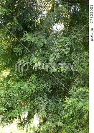 ひのき ヒノキ科 サイプレス 27803005