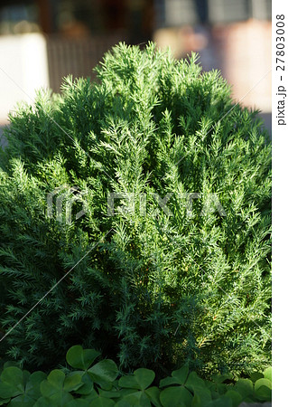 ひのき ヒノキ科 サイプレス 27803008