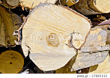 End of birch logs End of birch logs 27805332