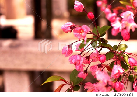 桃の花 桃の花 27805333