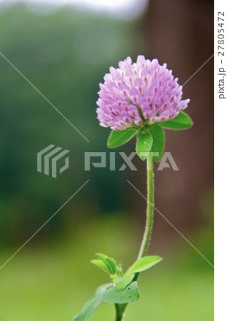 ツメクサ ツメクサ 27805472