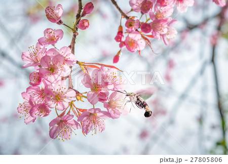 Cherry Blossom trees in spring Cherry Blossom trees in spring 27805806