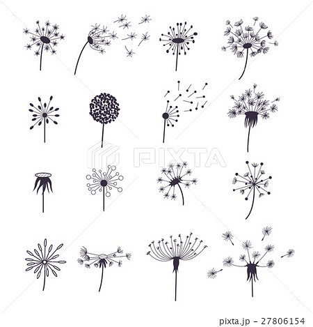 Dandelion Fluffy Flower And Seeds Set Vectorのイラスト素材