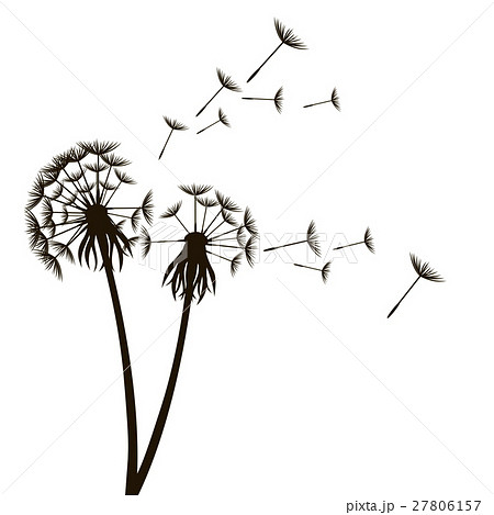 Dandelion Fluffy Flower And Seeds Vectorのイラスト素材