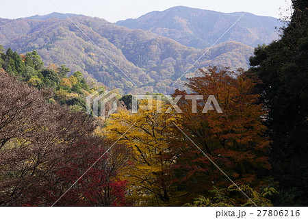 能勢の紅葉 もみじ 妙見山⑦ 能勢の紅葉 もみじ 妙見山⑦ 27806216