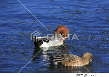 ヒドリガモ 27806286