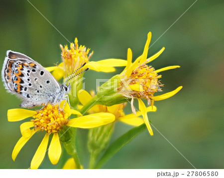 copper-butterfly on goldenrod copper-butterfly on goldenrod 27806580