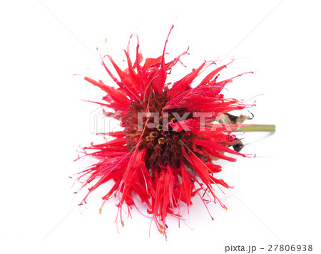 bergamot flowers on a white background 27806938
