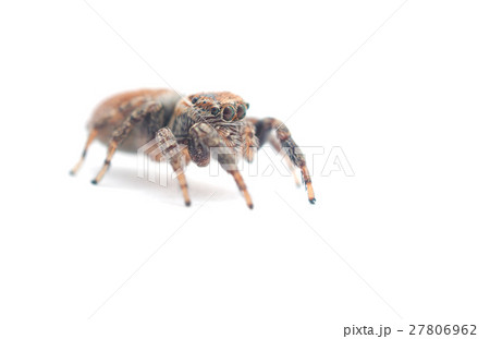 jumping spider on a white background jumping spider on a white background 27806962