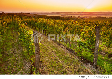 Fields with vineyards at sunset Fields with vineyards at sunset 27808551