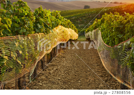 Rows of vineyard with protective nets 27808556
