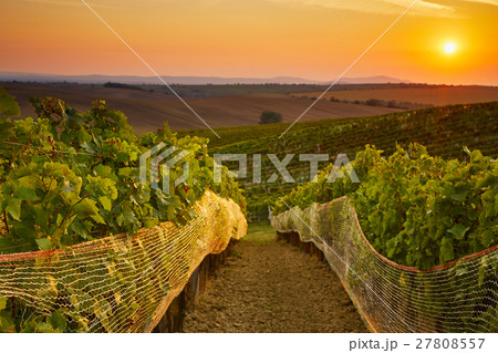 Vineyard with protective nets 27808557