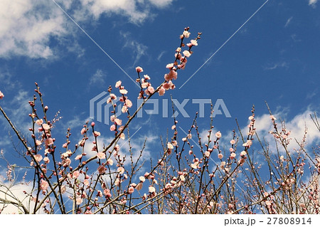 うめ 春告草 ソシンロウバイ 27808914