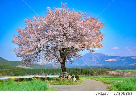 前原の一本桜 前原の一本桜 27809863