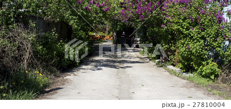 Blossoming lilac. Blossoming lilac. 27810004