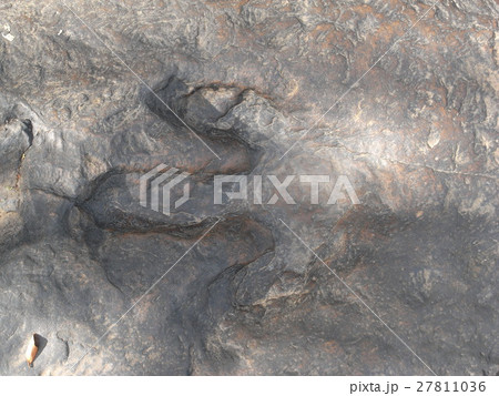 恐竜の足跡の化石 恐竜の足跡の化石 27811036