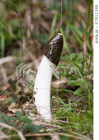 Phallus Impudicus - edible mushroom 27811146