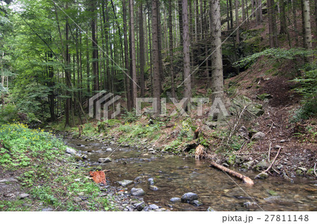 Coniferous forest Coniferous forest 27811148
