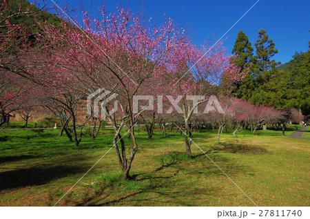 うめ 春告草 ソシンロウバイ 27811740