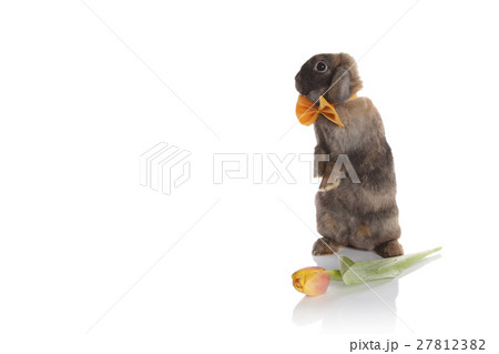 Rabbit with bow tie and tulips 27812382