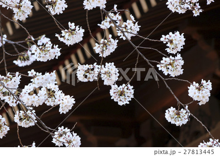 軒端の桜 27813445