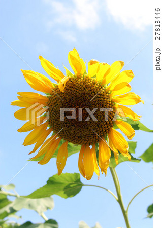 ひまわり 27813446