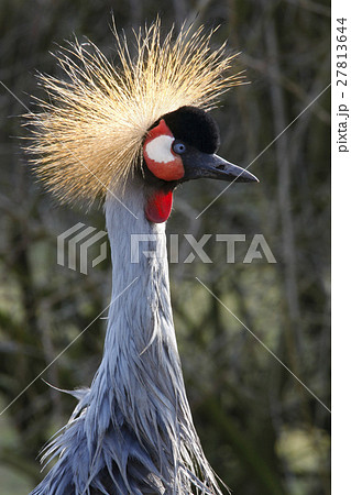 Grey Crowned Crane - Balearica regulorum Grey Crowned Crane - Balearica regulorum 27813644