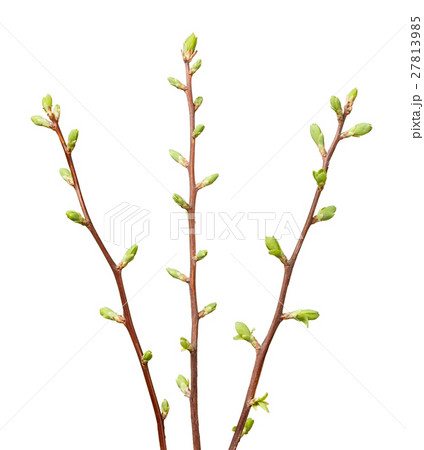 Three twigs 27813985
