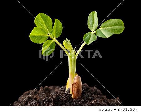 Peanut growing plant 27813987