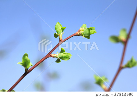 Spring budding burst 27813990