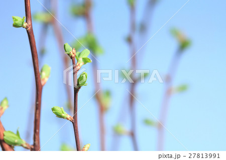 Spring burgeon 27813991