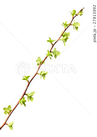 Twig with first tiny leaves 27813992