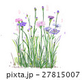 矢車草　パソコン水彩画 27815007