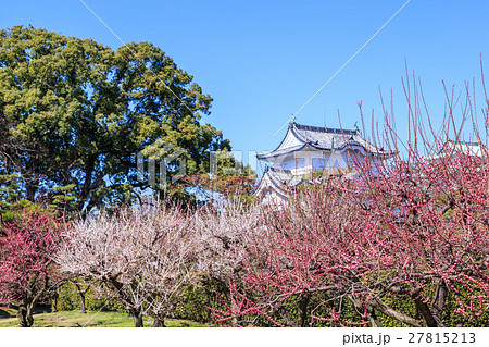 名古屋城内の梅の花 27815213