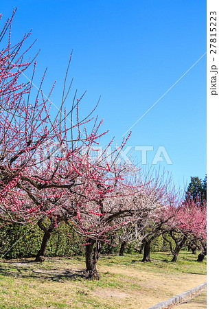 名古屋城内の梅の花 27815223