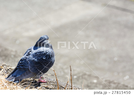 冬　陽だまりの鳩 27815450