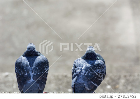 冬　陽だまりの鳩 27815452