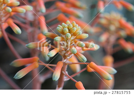 アロエ・ストリアータ アロエ・ストリアータ 27815755