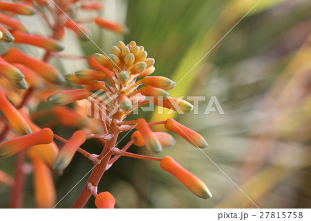 アロエ・ストリアータ 27815758