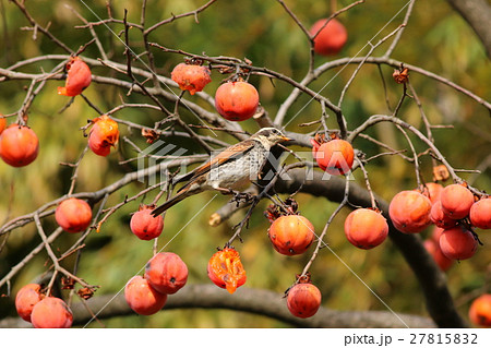 ツグミ　柿　野鳥 27815832
