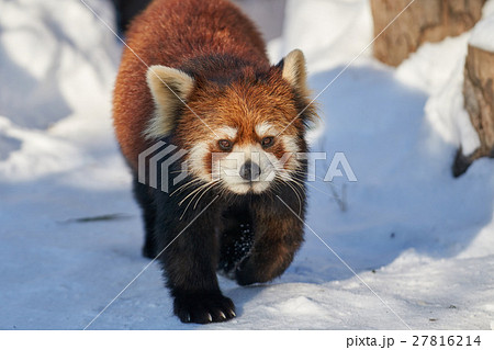 雪の上のレッサーパンダの写真素材