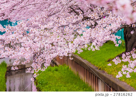 満開の桜 27816262