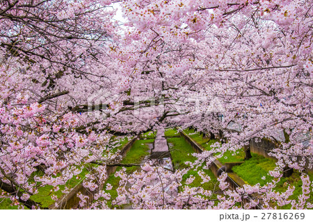 満開の桜 27816269