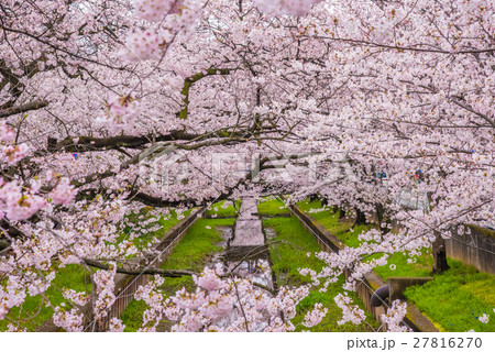 満開の桜 27816270